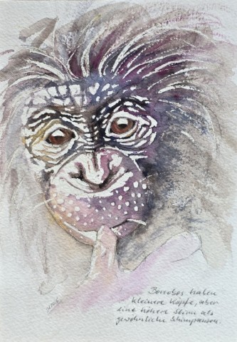 Aquarellbild eines Bonobos vor weissem Hintergrund